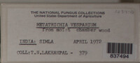 Metatrichia vesparium image